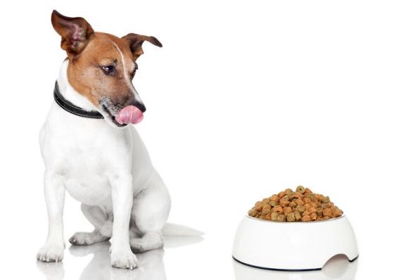 dog bowl hungry meal eat.jpg